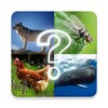 ZOO sounds quiz icon