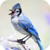 Blue Jay Sounds icon