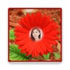 Sunflower Photo Frames icon