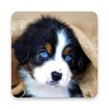 Cute Dog Wallpaper icon