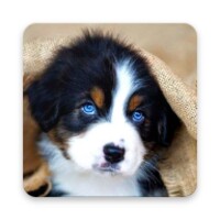 Cute Dog Wallpaper
