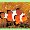 Biểu tượng Clownfish for Skype