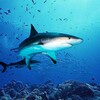 The DogFish icon