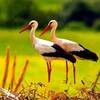 The White Stork icon