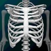 Bones Human 3D (anatomy) simgesi