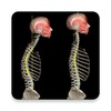 Kyphosis icon