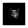 Icono de Find a cat