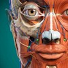 3D Anatomy Learning icon