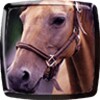 Horse Live Wallpaper icon