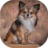 أيقونة Chihuahua live wallpaper