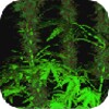 أيقونة Weed 3D Live Wallaper