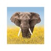 Icono de Wildlife Weather