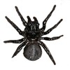 Arachnophobia Free Live Wallpaper icon