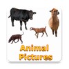 Animals Name and Pictures icon