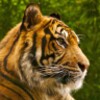 أيقونة Tiger HD LWP Lite