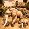 أيقونة Ultimate Elephant Simulator