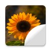 beautiful sunflower Stickers icon