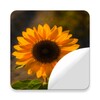 Ícone de beautiful sunflower Stickers