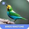 Birds Ringtones icon