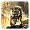 Tigers Live Wallpaper icon