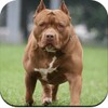 Pitbull Dog Wallpaper 4K icon