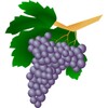 Grape varieties icon