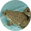 Thai Frogs Sounds icon