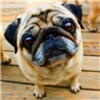 Playful Pugs Live Wallpaper icon