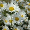 Daisies Live Wallpaper icon