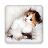 Cats Live Wallpapers icon