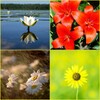 Daisy, Lily, Water Lily Wallpapers icon