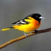 Ikon Oriole Bird Sounds