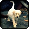 Labrador Wallpapers icon