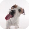 أيقونة Dog Licks Screen Wallpaper