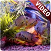 Aquarium Video Live Wallpaper icon