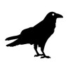 Raven - Encrypted Messenger icon