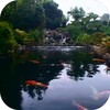 Real pond with Koi icon