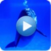 Dolphins - Sound to relax icon