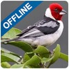 Cantos de Pássaros Offline icon