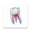 Dental 3D Illustrations icon