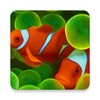 Икона Aquarium Wallpaper