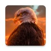 Eagles Wallpapers icon