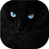 Black cats Live Wallpaper icon