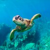 Icona di The Turtle