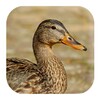 أيقونة Duck Sounds