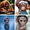 Monkey Wallpapers: HD images, Free Pics download icon