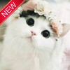 Kucing Lucu Wallpaper icon