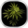 أيقونة Weed Live Wallpaper