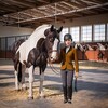 Icona di Equestrian Horse Riding