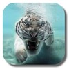 Bengal Tiger icon